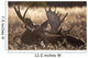 Sleeping Adult Bull Moose Wall Mural