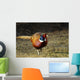Common Pheasant Phasianus Colchicus