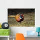 Common Pheasant Phasianus Colchicus