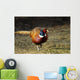 Common Pheasant Phasianus Colchicus