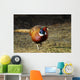 Common Pheasant Phasianus Colchicus