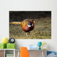 Common Pheasant Phasianus Colchicus