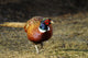 Common Pheasant Phasianus Colchicus