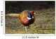 Common Pheasant Phasianus Colchicus
