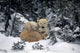 Polar Bear Mother & Cubs Cuddling Together Wall Mural