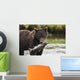 Brown Bear Feeds On Spawning Pink Salmon Wall Mural
