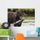 Brown Bear Feeds On Spawning Pink Salmon Wall Mural