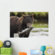 Brown Bear Feeds On Spawning Pink Salmon Wall Mural