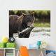 Brown Bear Feeds On Spawning Pink Salmon Wall Mural