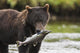Brown Bear Feeds On Spawning Pink Salmon Wall Mural