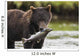 Brown Bear Feeds On Spawning Pink Salmon Wall Mural