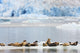 Harbor Seals Rest On An Iceberg With Dawes Glacier Wall Mural