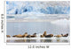 Harbor Seals Rest On An Iceberg With Dawes Glacier Wall Mural