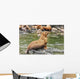 Steller Sea Lions Resting Wall Mural