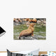 Steller Sea Lions Resting Wall Mural