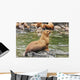 Steller Sea Lions Resting Wall Mural