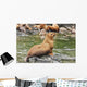 Steller Sea Lions Resting Wall Mural