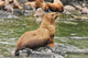 Steller Sea Lions Resting Wall Mural