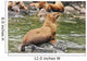 Steller Sea Lions Resting Wall Mural
