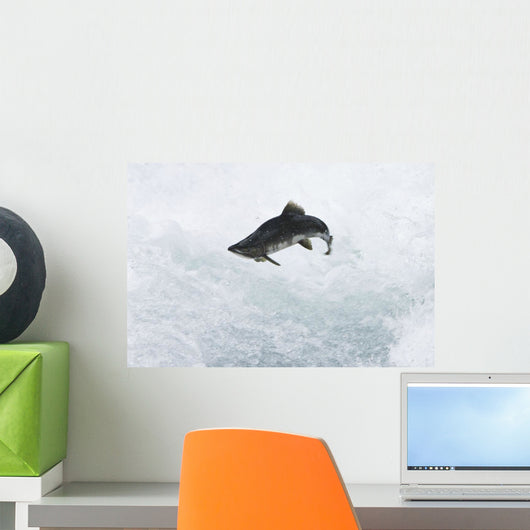 A Spawning Pink Salmon Jumps An Obstacle Wall Mural