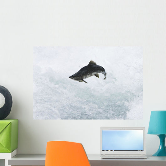 A Spawning Pink Salmon Jumps An Obstacle Wall Mural