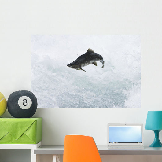 A Spawning Pink Salmon Jumps An Obstacle Wall Mural