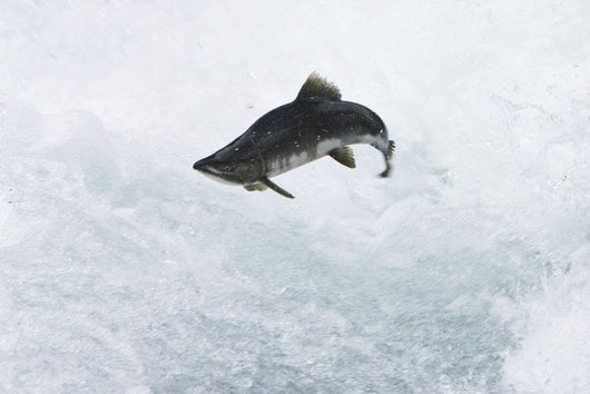 A Spawning Pink Salmon Jumps An Obstacle Wall Mural