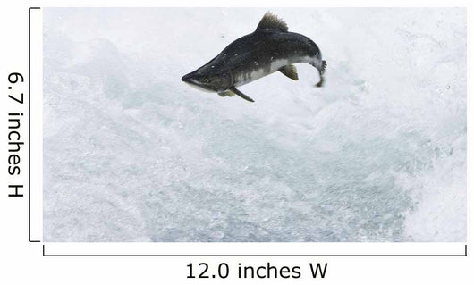 A Spawning Pink Salmon Jumps An Obstacle Wall Mural
