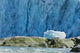 An Iceberg Rests Wall Mural
