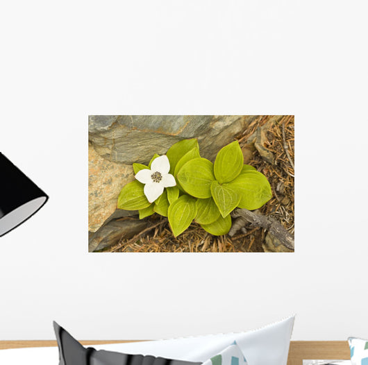 Close Up Of Dwarf Dogwood At Lowell Point Near Seward Wall Mural