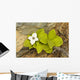 Close Up Of Dwarf Dogwood At Lowell Point Near Seward Wall Mural