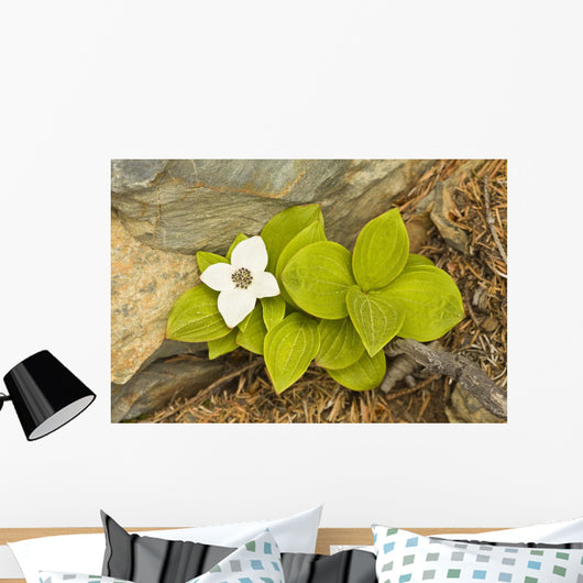 Close Up Of Dwarf Dogwood At Lowell Point Near Seward Wall Mural