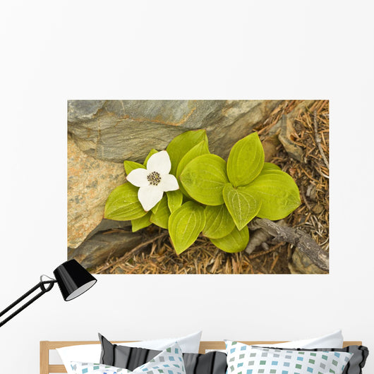 Close Up Of Dwarf Dogwood At Lowell Point Near Seward Wall Mural