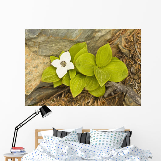 Close Up Of Dwarf Dogwood At Lowell Point Near Seward Wall Mural