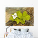 Close Up Of Dwarf Dogwood At Lowell Point Near Seward Wall Mural
