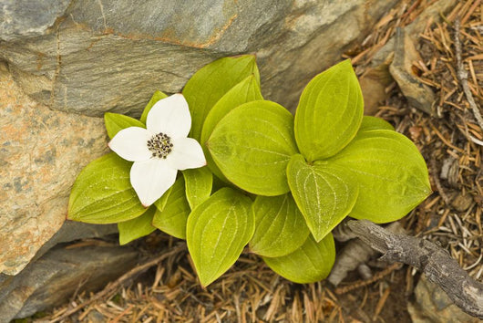 Close Up Of Dwarf Dogwood At Lowell Point Near Seward Wall Mural