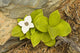 Close Up Of Dwarf Dogwood At Lowell Point Near Seward Wall Mural