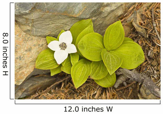 Close Up Of Dwarf Dogwood At Lowell Point Near Seward Wall Mural