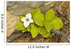 Close Up Of Dwarf Dogwood At Lowell Point Near Seward Wall Mural