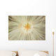 Macro Of Mountain Avens Wildflower Seedhead In Chugach State Park Wall Mural