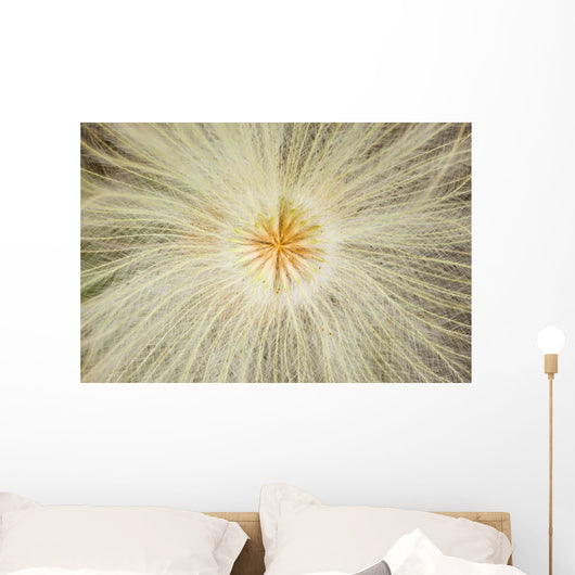 Macro Of Mountain Avens Wildflower Seedhead In Chugach State Park Wall Mural