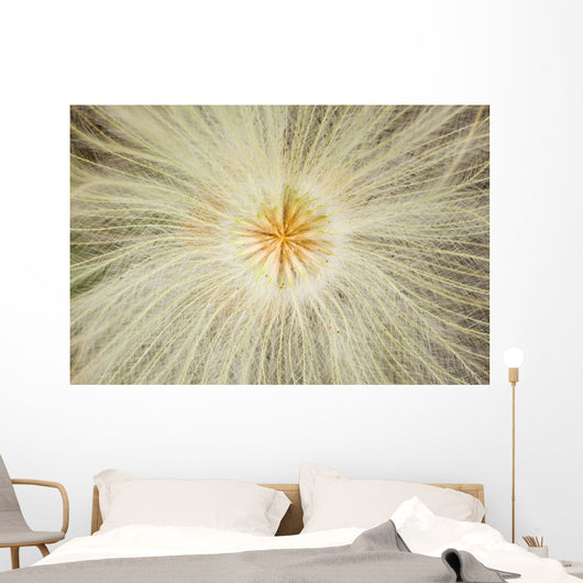 Macro Of Mountain Avens Wildflower Seedhead In Chugach State Park Wall Mural