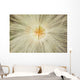 Macro Of Mountain Avens Wildflower Seedhead In Chugach State Park Wall Mural