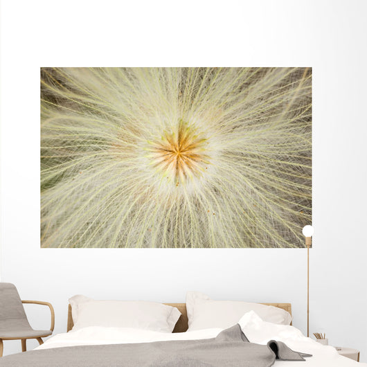 Macro Of Mountain Avens Wildflower Seedhead In Chugach State Park Wall Mural