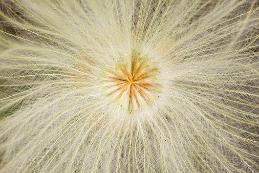Macro Of Mountain Avens Wildflower Seedhead In Chugach State Park Wall Mural