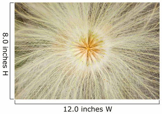 Macro Of Mountain Avens Wildflower Seedhead In Chugach State Park Wall Mural