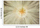 Macro Of Mountain Avens Wildflower Seedhead In Chugach State Park Wall Mural