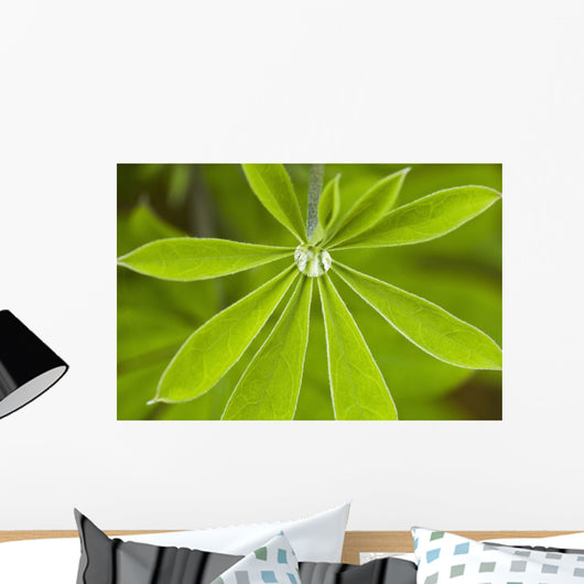 Macro Of A Dew Drop Wall Mural