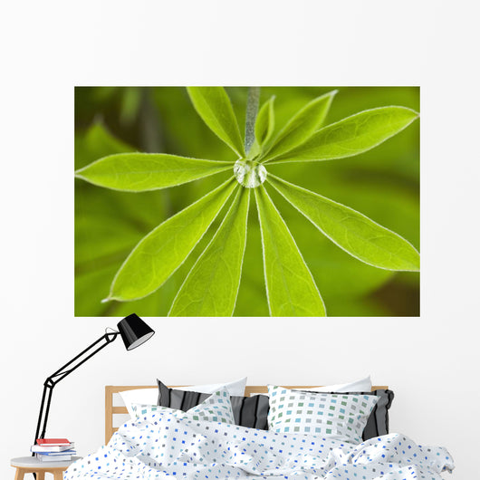 Macro Of A Dew Drop Wall Mural