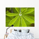 Macro Of A Dew Drop Wall Mural